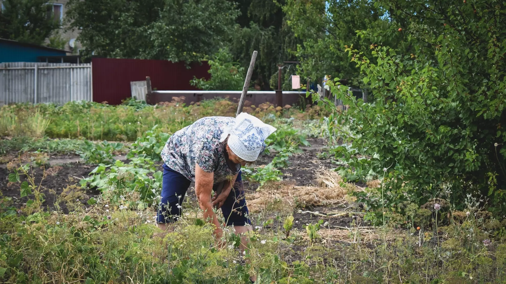 Дачники Волгоградской области могут потерять урожай из-за майских заморозков
